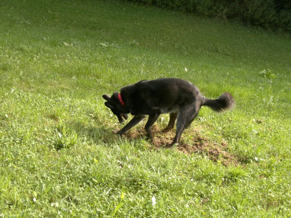 med_Gleich hab ich Dich!.jpg (600 x 450)